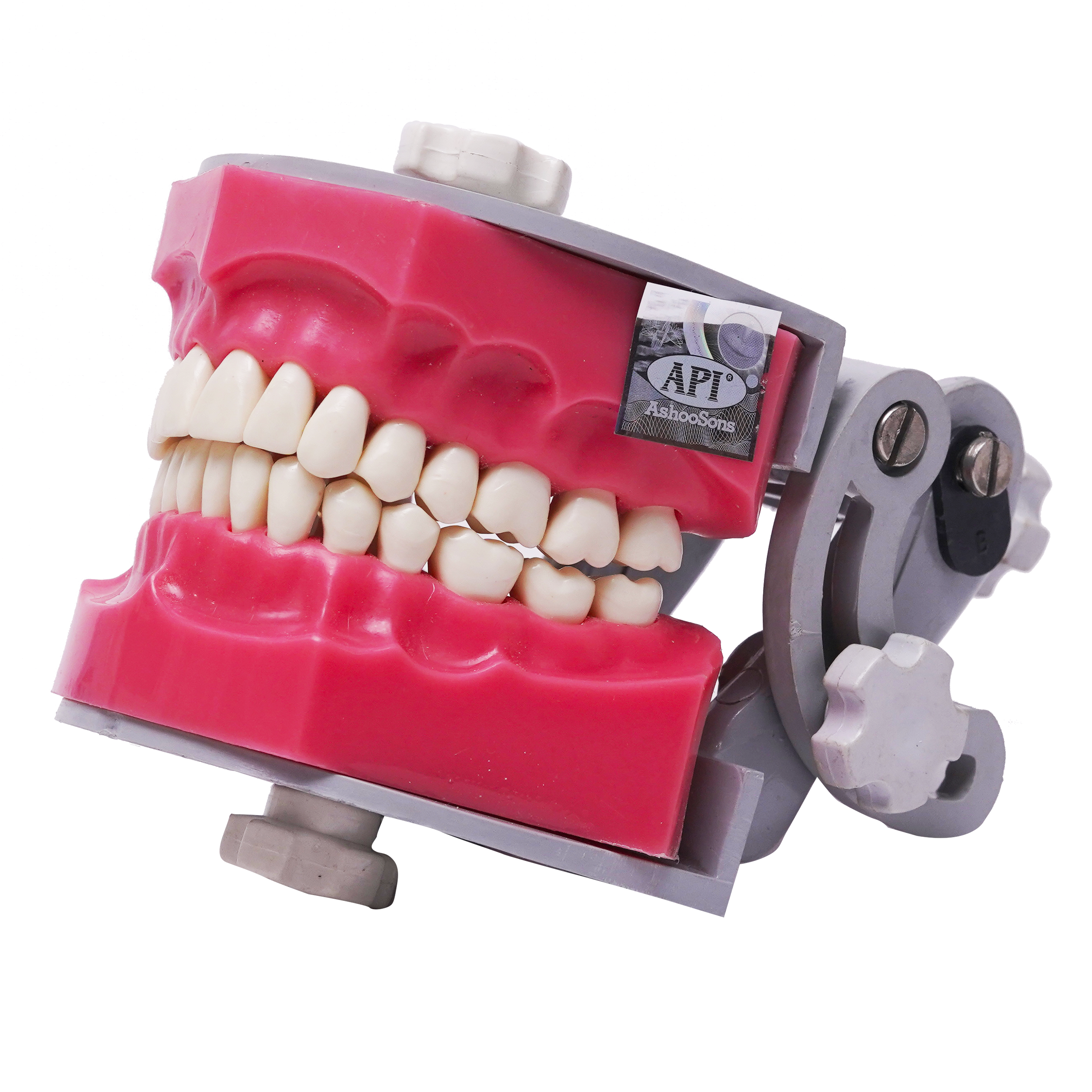 API Dental Study Model Typho With Jaw Set